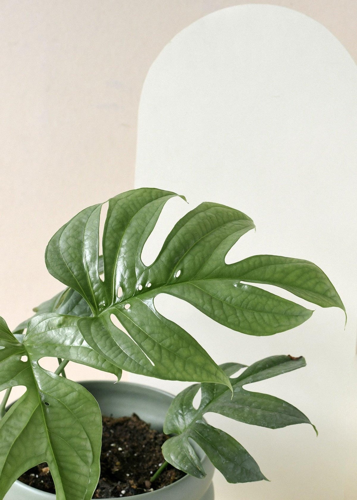 Amydrium Medium Silver M 2