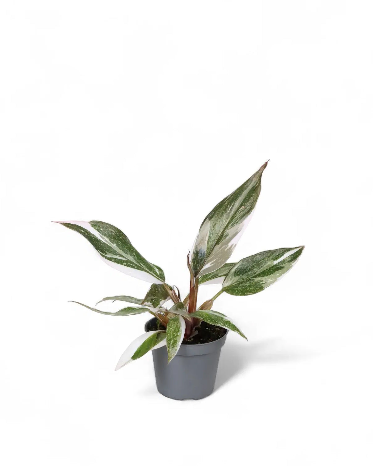 Philodendron 'Anderson's Red'