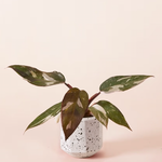Philodendron 'Anderson's red' 