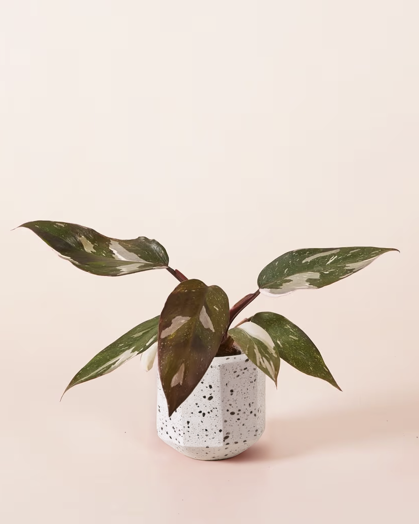 Philodendron 'Anderson's red' 