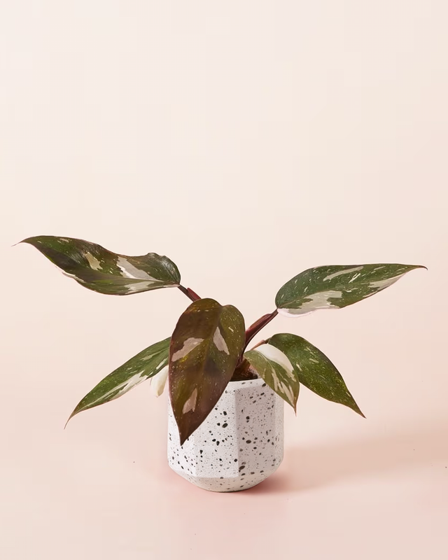 Philodendron 'Anderson's red' 