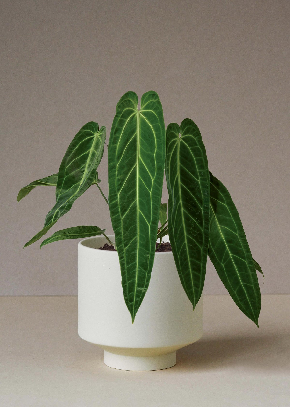 Anthurium Warocqueanum (Queen Anthurium) 