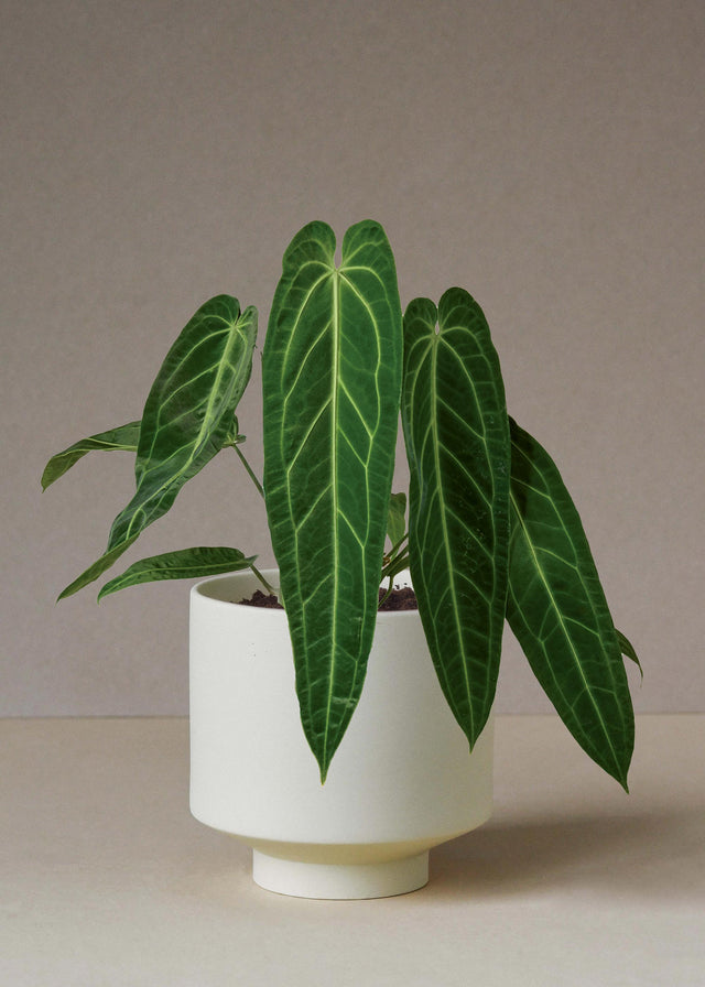 Anthurium Warocqueanum (Queen Anthurium) 