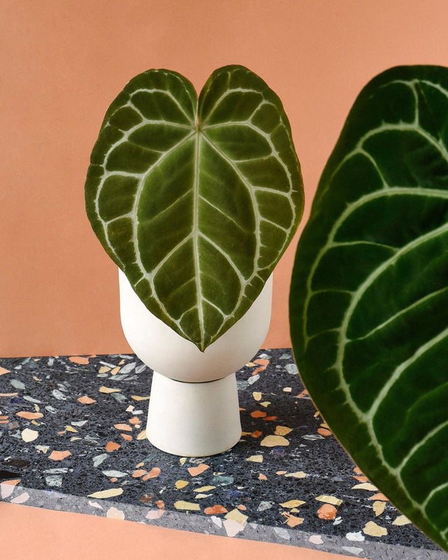 Healthy Anthurium Crystallinum M. A perfect anthurium crystallinum m for your indoor houseplant collection.