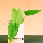 Anthurium Balaloanum Baby – Baby, Approx. 15.0cm height – 6.0cm Pot Default Title 1