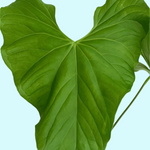 Anthurium Balaloanum