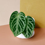 anthurium silver blush baby on a colorful background showing silver veined leaves with a gentle heart shape