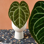 Three potted Anthurium Crystallinum Baby plants in beige pots on a white background
