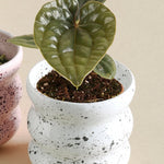 Anthurium Luxurians x Radicans Baby Plant (6cm Pot) -  Geen.