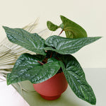 Anthurium Luxurians x Radicans Medium -  Geen.