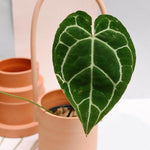 Healthy Anthurium Magnificum Baby. A perfect anthurium magnificum baby for your indoor houseplant collection.