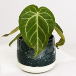 Anthurium Magnificum