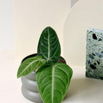 Anthurium Villenaorum Baby