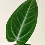 Anthurium Villenaorum Medium