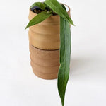 Anthurium Vittarifolium – Medium, Approx. 25.0cm height – 12.0cm Pot Default Title 1