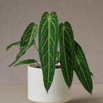Anthurium warocqueanum in 21cm weißem Topf zeigt lange geäderte Blätter