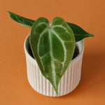 Anthurium Crystallinum Baby – Baby, Approx. 13.0cm height – 6.0cm Pot Default Title 1