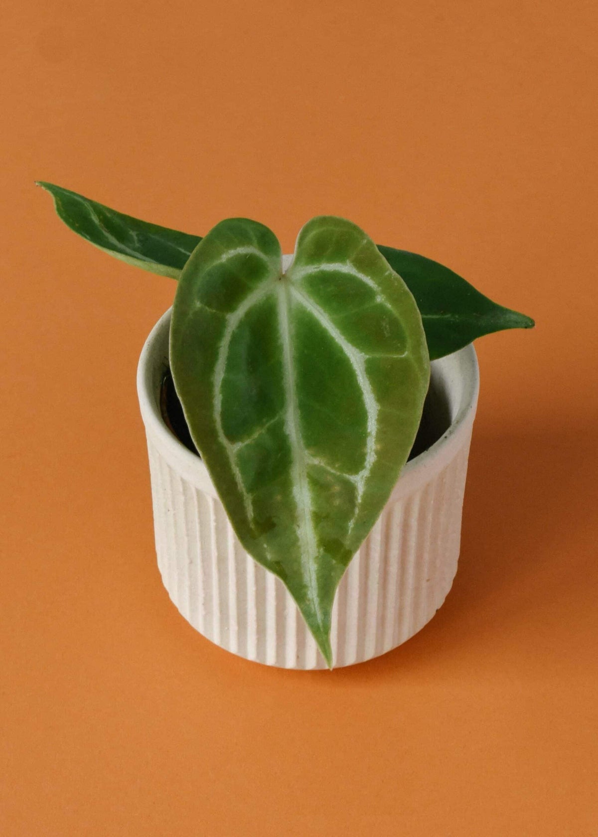 anthurium child ate Anthurium Crystallinum Baby