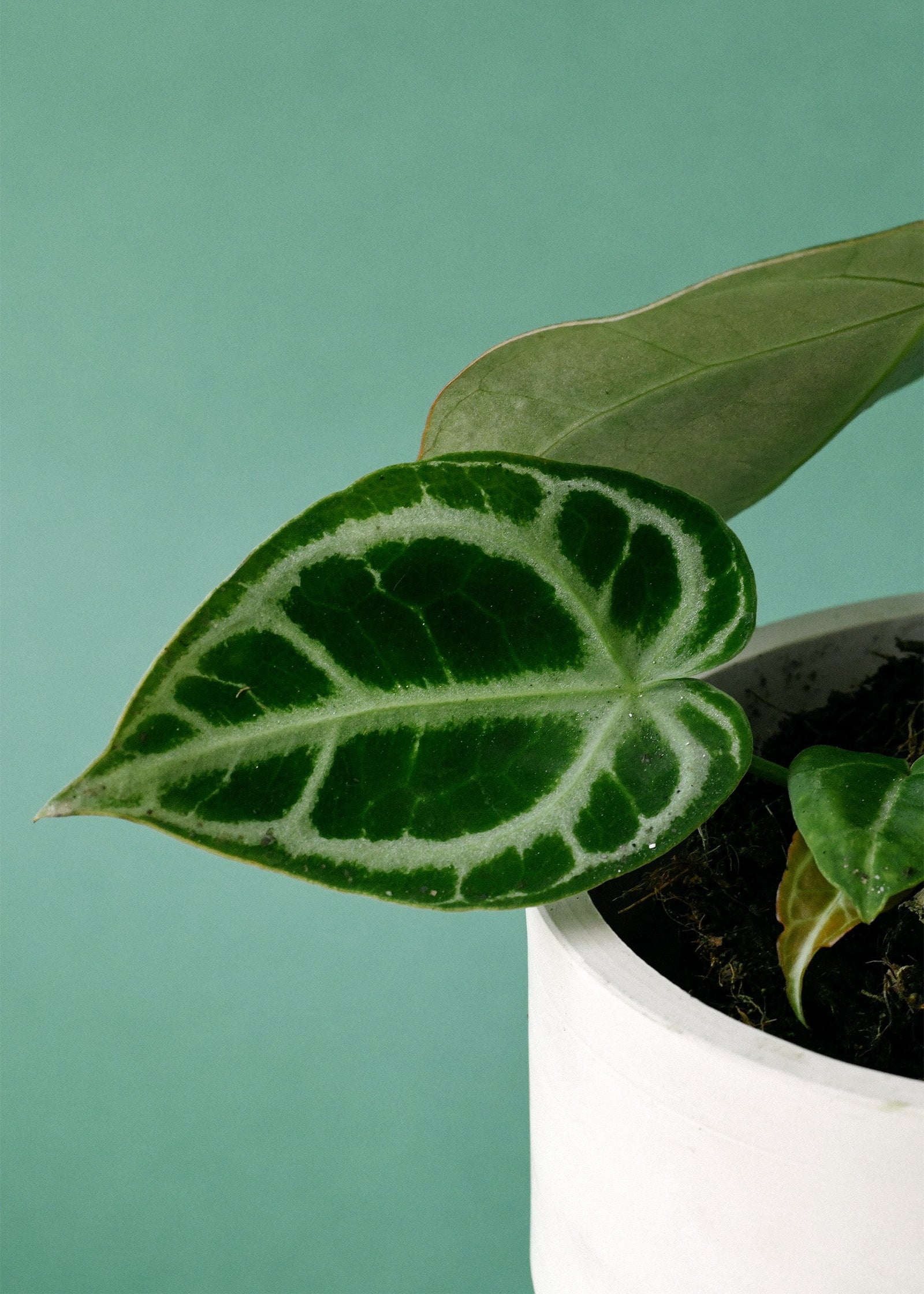 Anthurium 'Super Silver Blush' – Medium, Approx. 30.0cm height – 12.0cm Pot Default Title 1