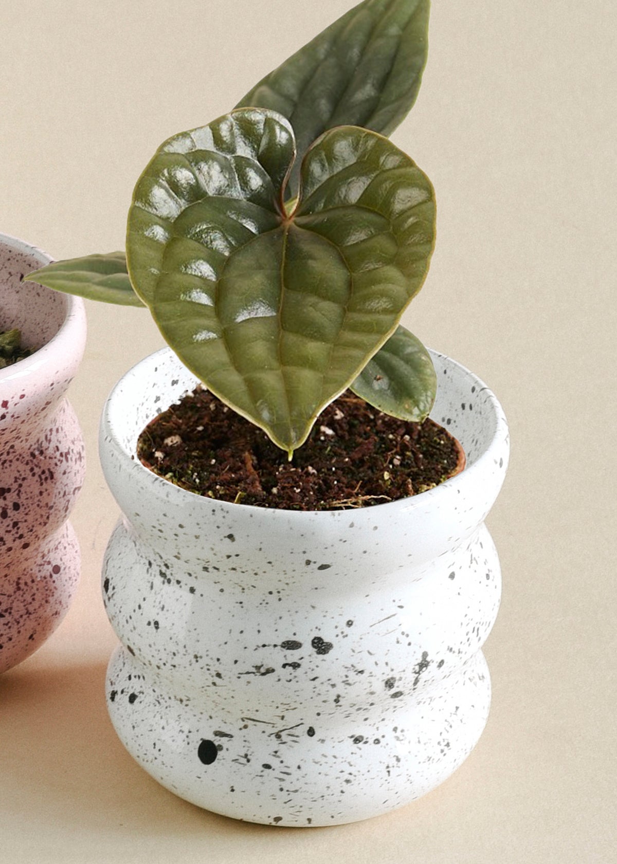 Anthurium Luxurians x Radicans Baby Plant (6cm Pot) -  Geen.