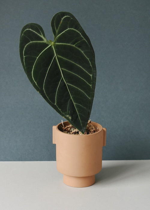 Anthurium Regale M – Medium, Approx. 30.0cm height – 14.0cm Pot Default Title