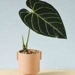 Anthurium Regale S – Small, Approx. 10.0cm height – 9.0cm Pot Default Title