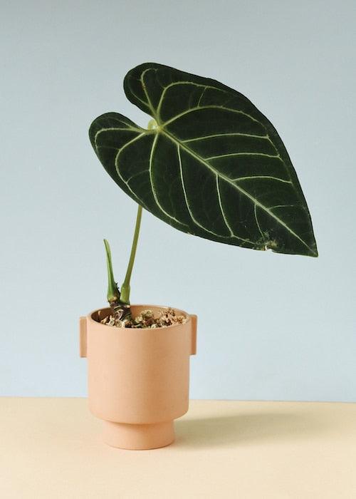 Anthurium Regale S – Small, Approx. 10.0cm height – 9.0cm Pot Default Title