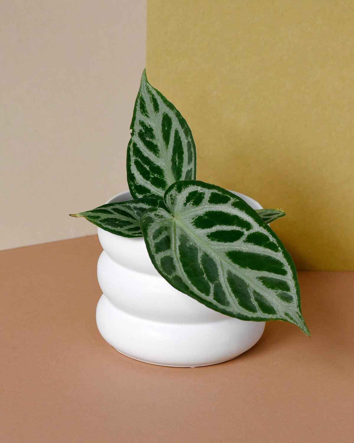 anthurium silver blush baby showing beautiful and elegant elongated leaves with silver veins