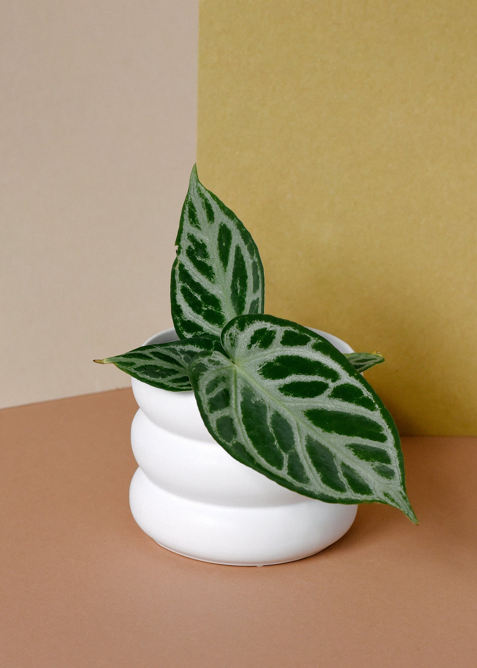 Anthurium Crystallinum 'Silver Blush' Medium