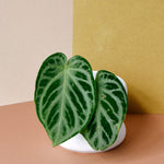 Anthurium Crystallinum 'Silver Blush' Medium
