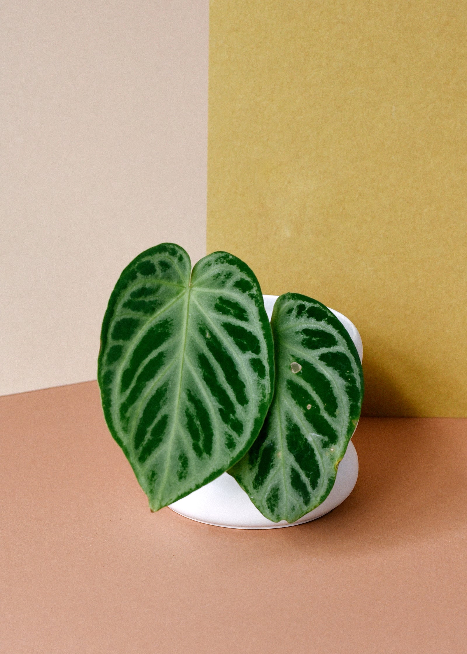 Anthurium Crystallinum 'Silver Blush' Medium