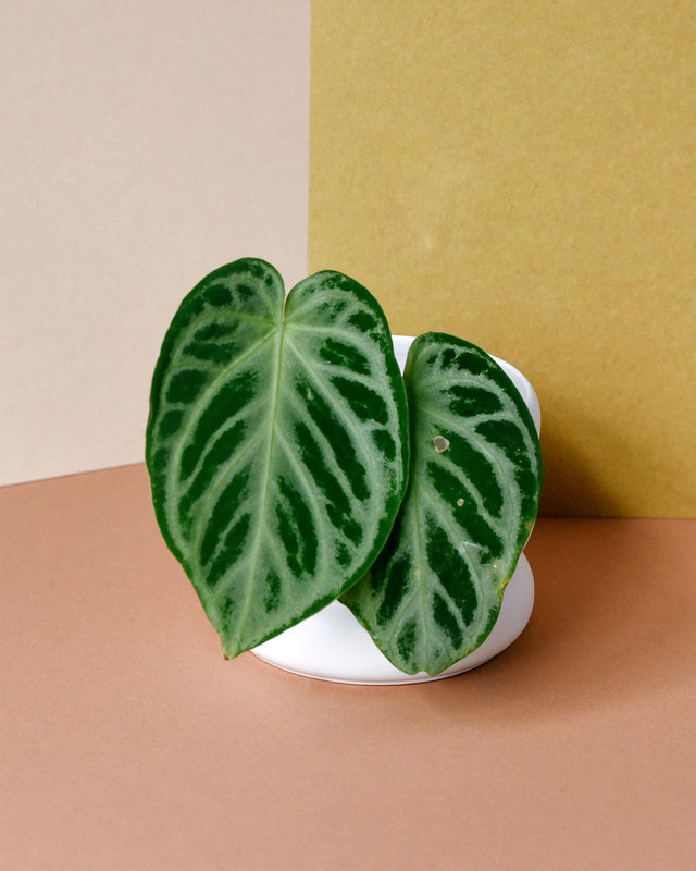 anthurium silver blush baby on a colorful background showing silver veined leaves with a gentle heart shape