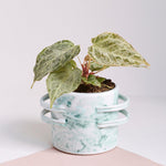 Anthurium 'Silver blush Mint' – Medium, Approx. 25.0cm height – 12.0cm Pot Default Title 1
