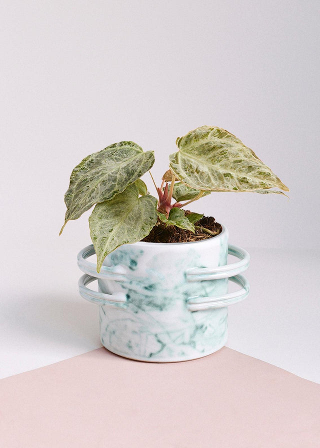 Anthurium 'Silver blush Mint' by Plant Circle -  Plant Circle.