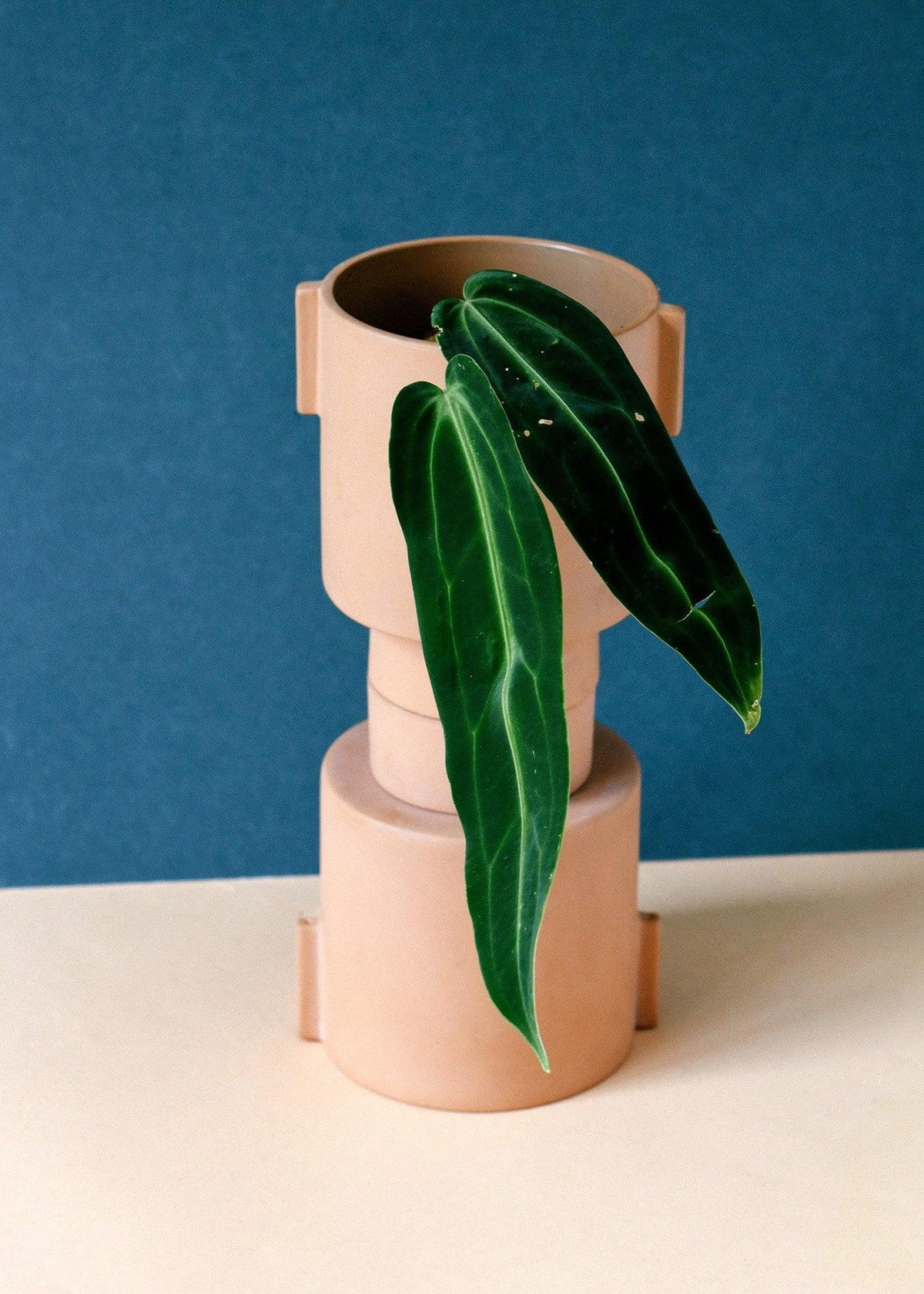 Anthurium Warocqueanum Baby – Baby, Approx. 15.0cm height – 6.0cm Pot Default Title 1