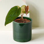 Anthurium forgetii x nigrolaminum 'Gigi' by Plant Circle