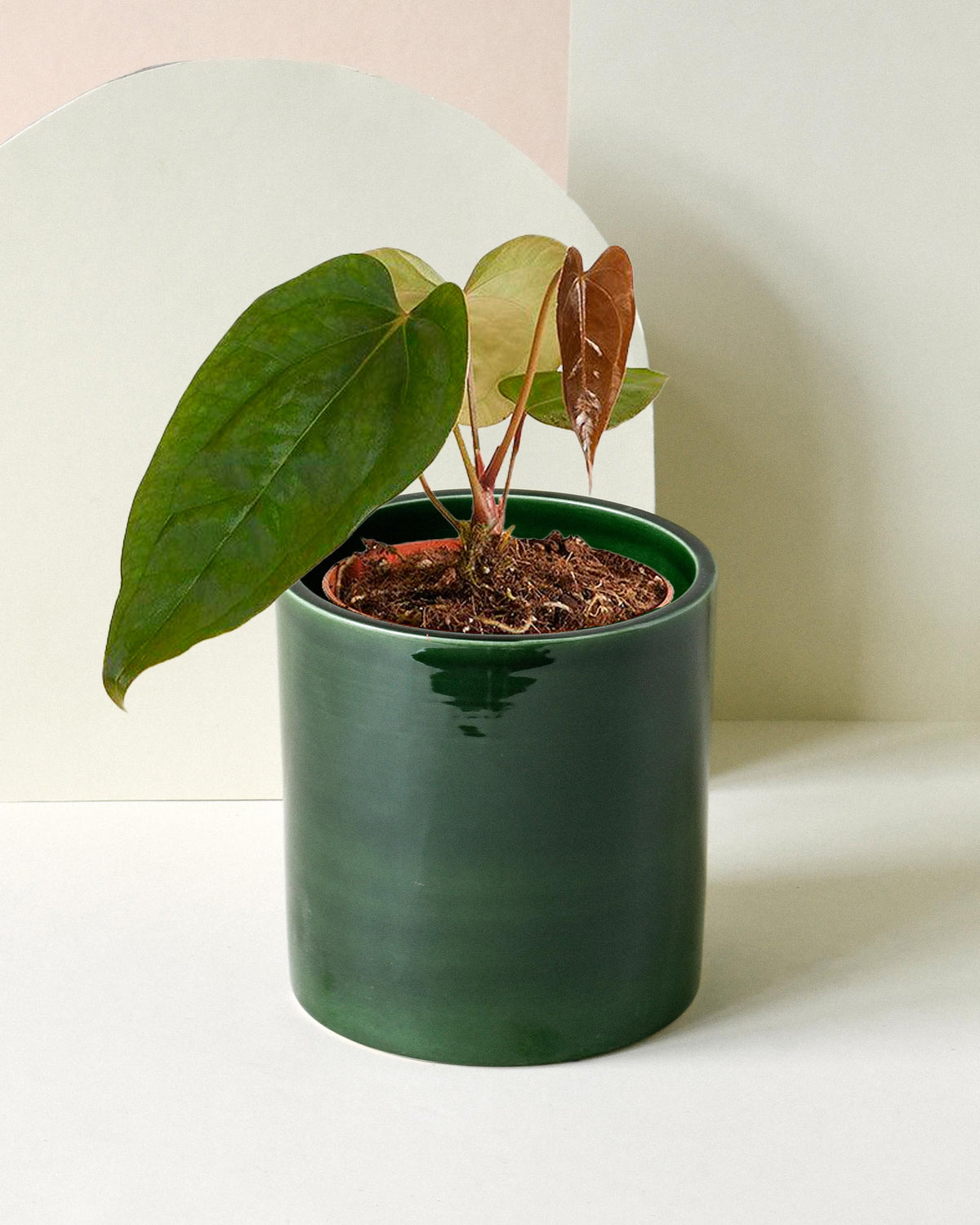 Anthurium forgetii x nigrolaminum 'Gigi' plant in a green pot with dark green leaves showing signs of stress or wilting.