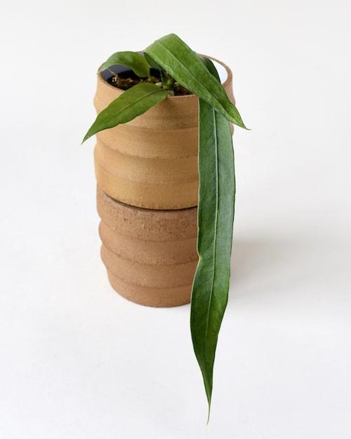 Anthurium Vittarifolium – Medium, Approx. 25.0cm height – 12.0cm Pot Default Title 1