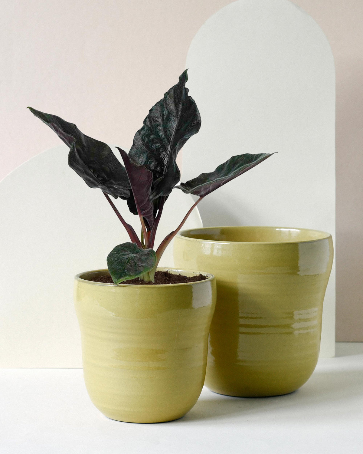 Alocasia 'Antoro Velvet' 