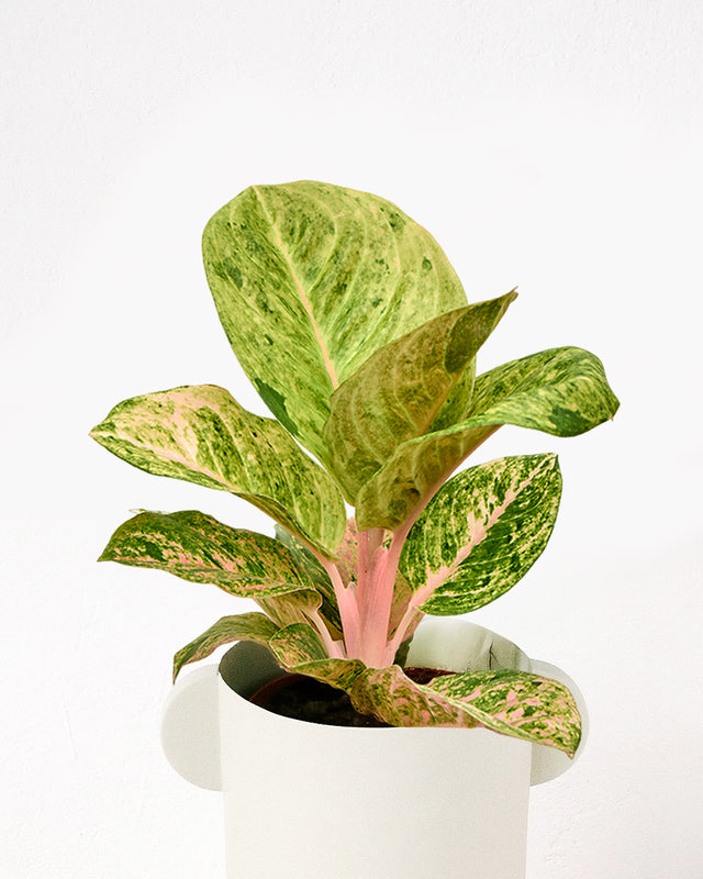 aglaonema apple fantasy
