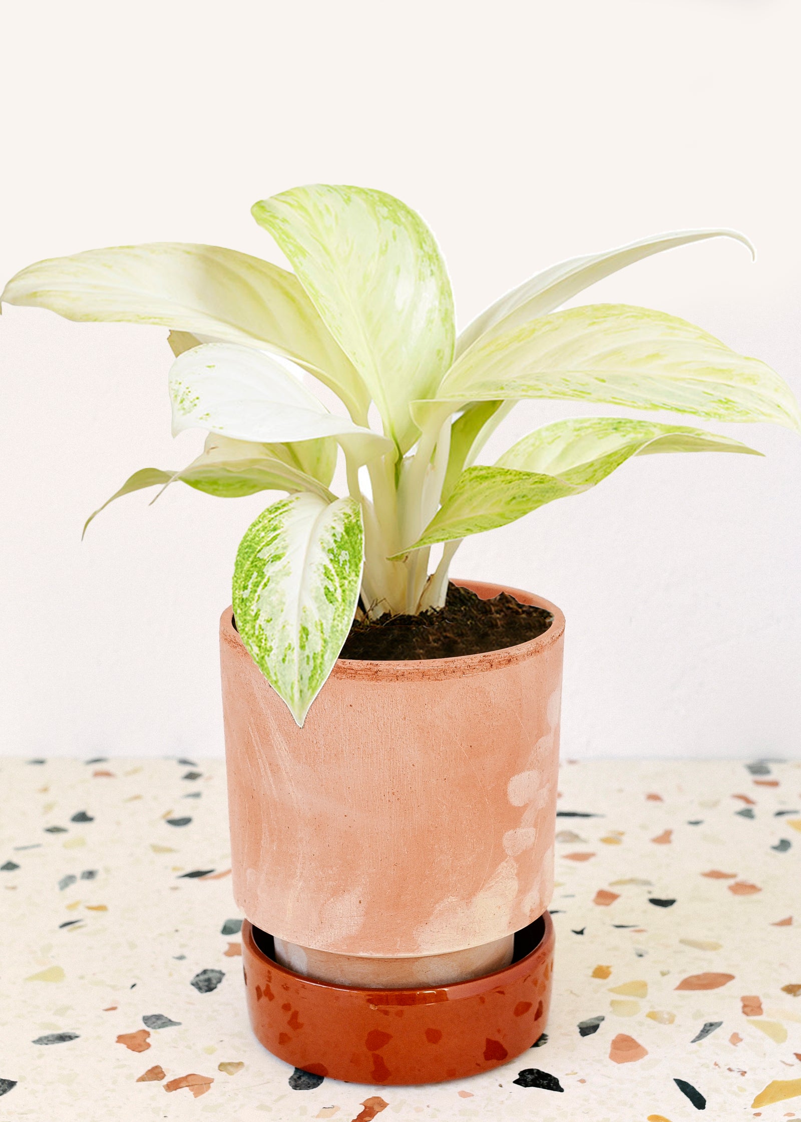 Aglaonema Arctic Lime