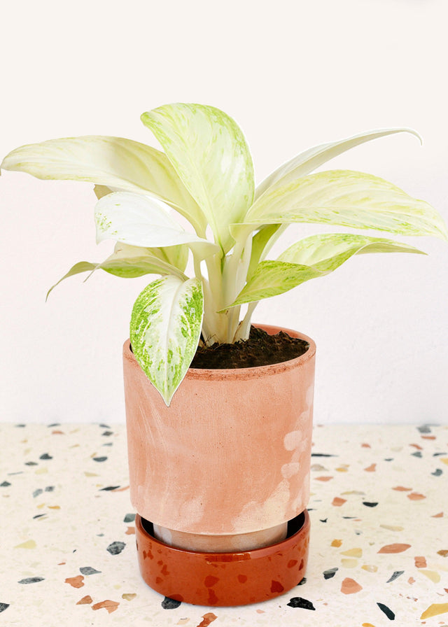 Aglaonema Arctic Lime – Medium, Approx. 18.0cm height – 12.0cm Pot Default Title 1