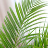 areca palm