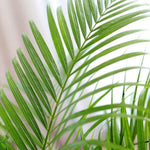 areca palm