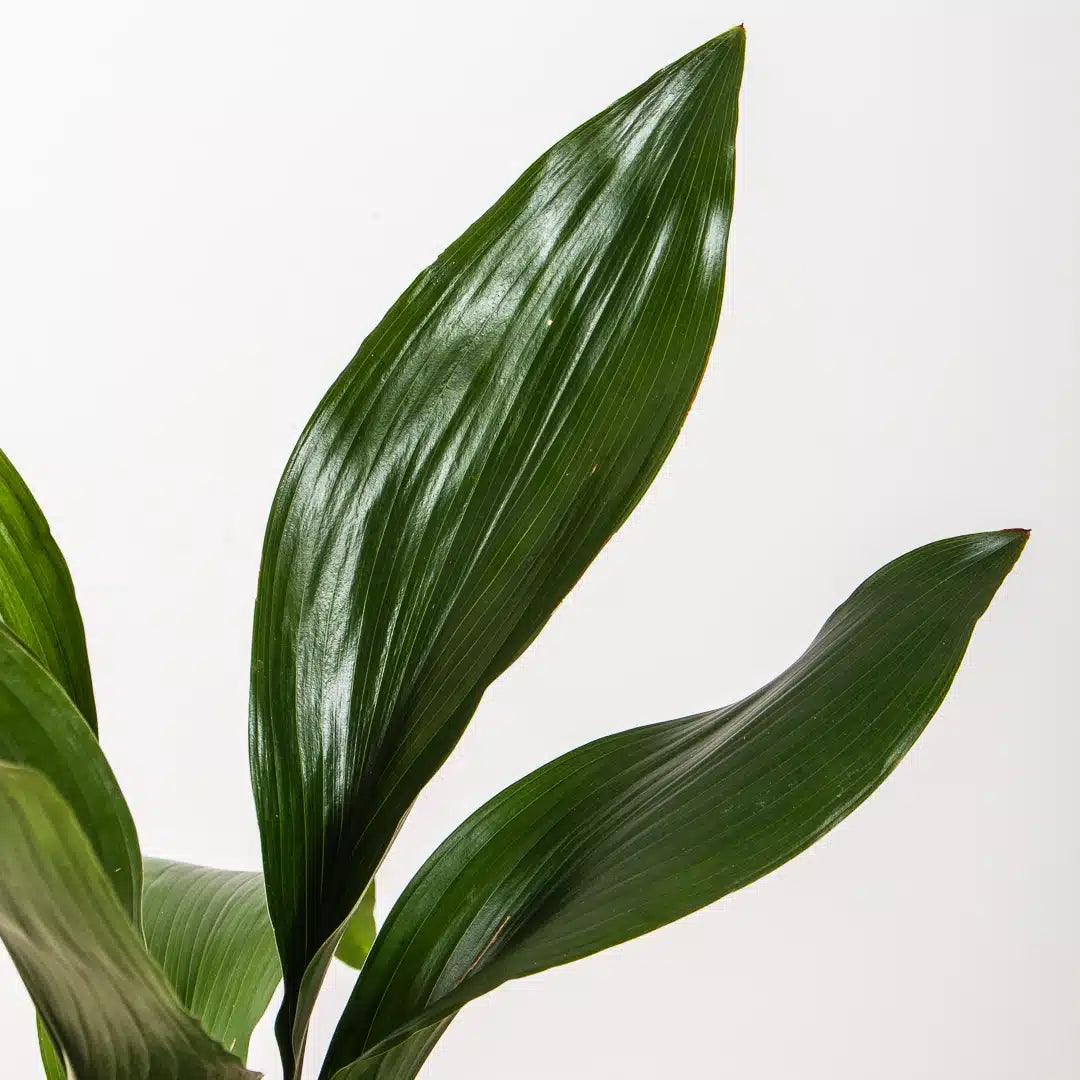 Aspidistra Elatior close up with large dark green glossy leaves on a white backrgound
