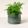 “Asplenium ‘Austral Gem’ in stylish green ceramic pot – compact, glossy fern ideal for indoor spaces”

