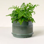“Asplenium ‘Austral Gem’ in stylish green ceramic pot – compact, glossy fern ideal for indoor spaces”
