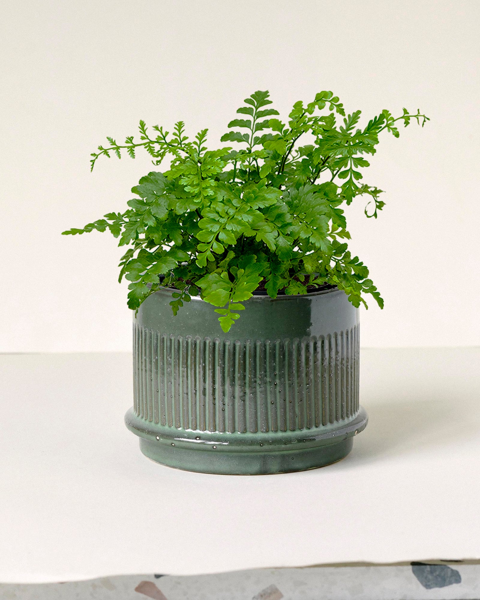 “Asplenium ‘Austral Gem’ in stylish green ceramic pot – compact, glossy fern ideal for indoor spaces”

