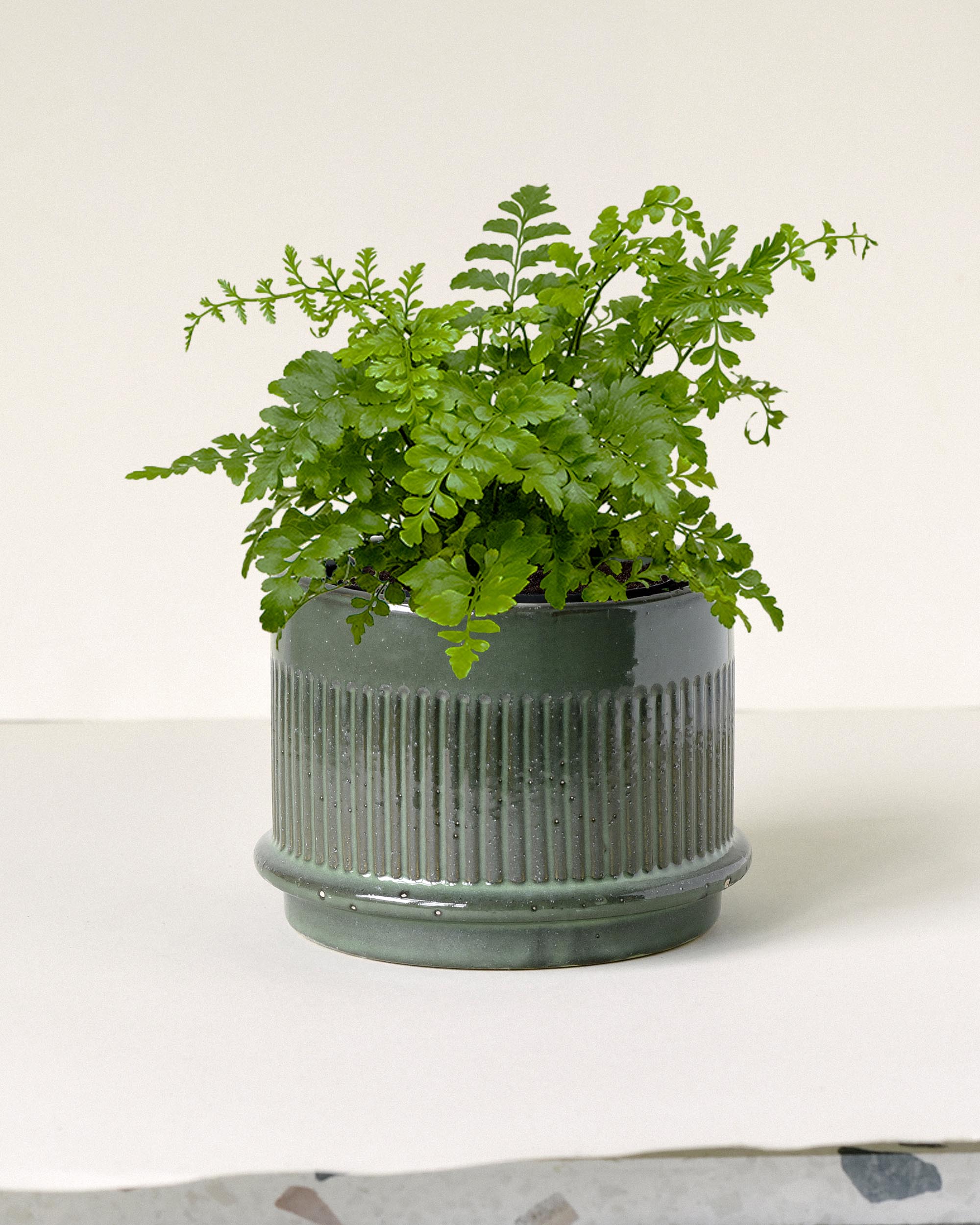 “Asplenium ‘Austral Gem’ in stylish green ceramic pot – compact, glossy fern ideal for indoor spaces”
