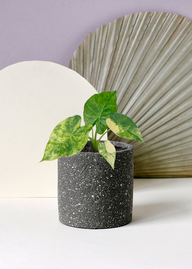 Alocasia Macrorrhizos Variegata Aurea 